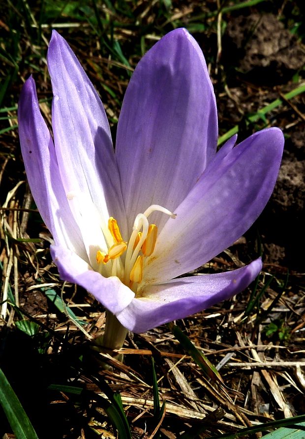 jesienka obyčajná Colchicum autumnale