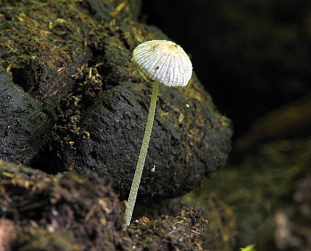 hnojník Coprinus sp.