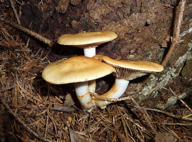 pavučinovec žltookrový Cortinarius delibutus Fr.