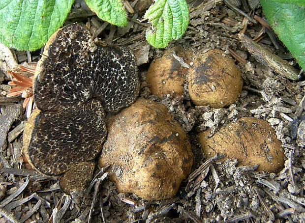 černúšik Melanogaster sp (Vittad.) Tul. & C. Tul.