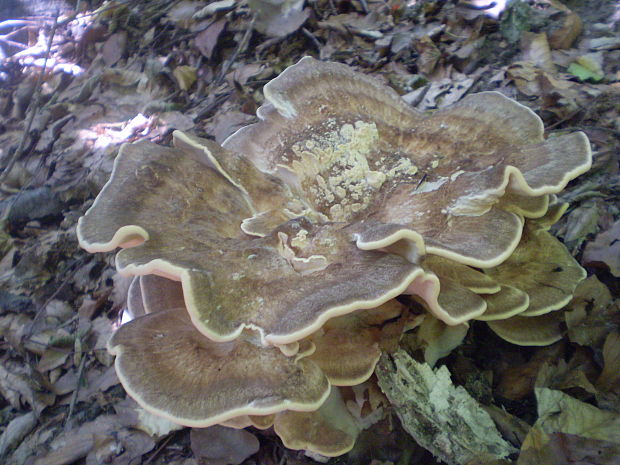 vejárovec obrovský Meripilus giganteus (Pers.) P. Karst.