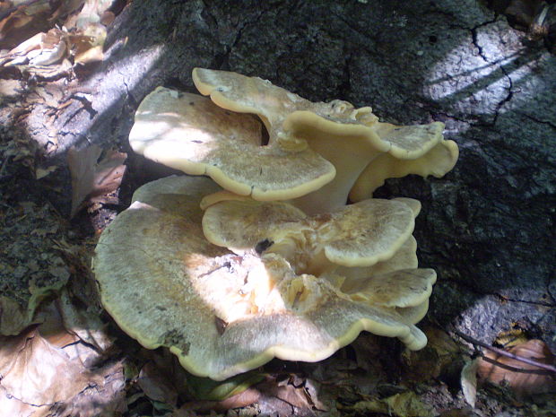 vejárovec obrovský Meripilus giganteus (Pers.) P. Karst.