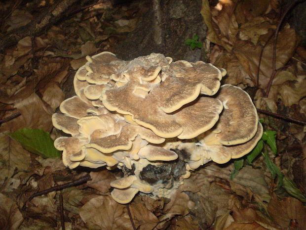 vejárovec obrovský Meripilus giganteus (Pers.) P. Karst.