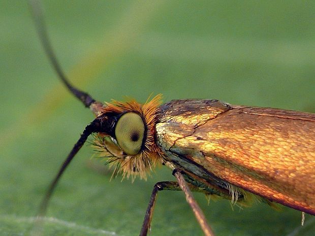 adéla chrastavcová Nemophora metallica Poda, 1761