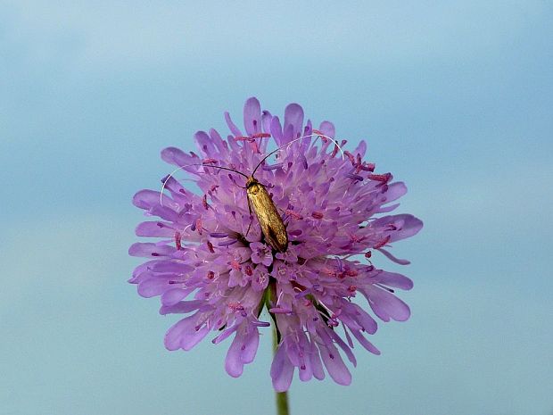 adéla chrastavcová Nemophora metallica Poda, 1761