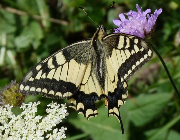 vidlochvost fenyklový Papilio machaon  L.