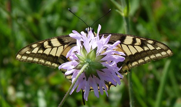 vidlochvost feniklový Papilio machaon  L.