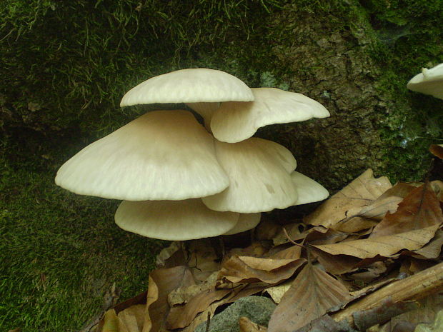 hliva buková Pleurotus pulmonarius (Fr.) Quél.