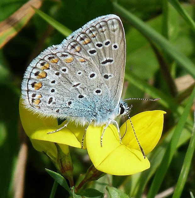 modráčik  obyčajný  Polyommatus icarus