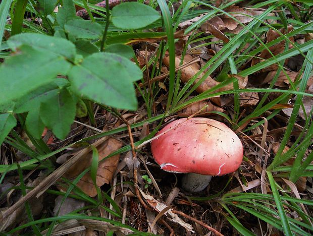 plávka ružovohlúbiková Russula roseipes Secr. ex Bres.