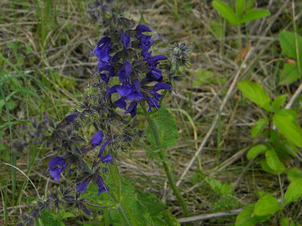 šalvia lúčna Salvia pratensis L.