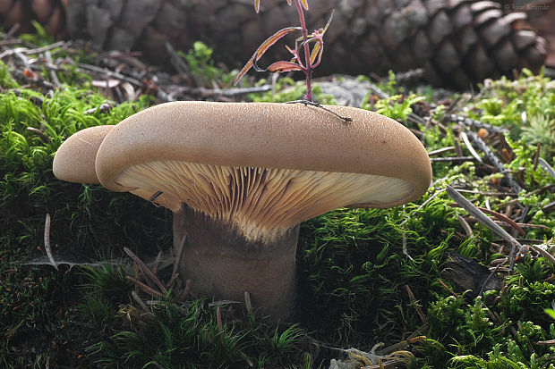 čechračka tmavohlúbiková Tapinella atrotomentosa (Batsch) Šutara