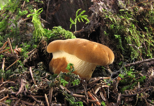 čechračka tmavohlúbiková Tapinella atrotomentosa (Batsch) Šutara