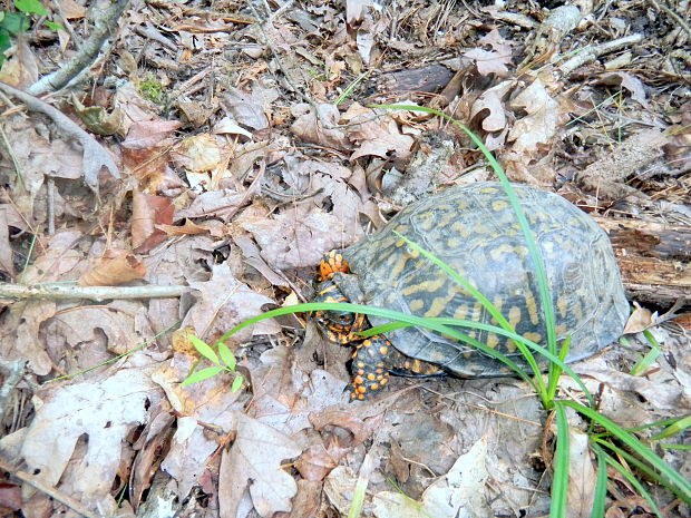 korytnačka Terrapene carolina