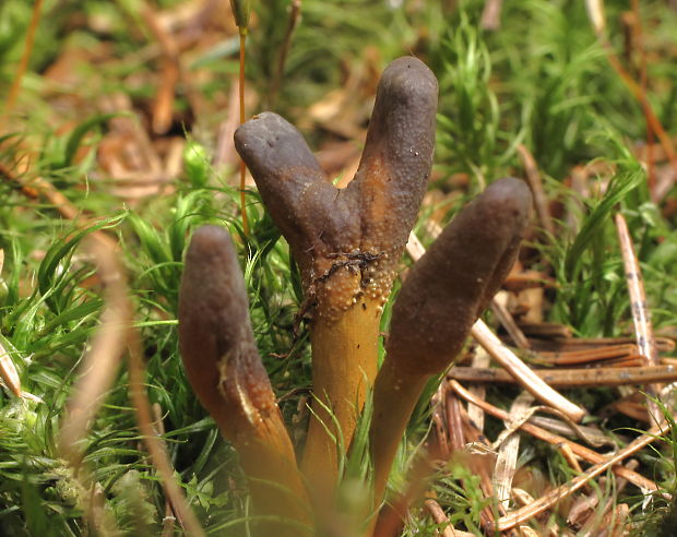 žezlovka srnková Tolypocladium ophioglossoides (J.F. Gmel.) Quandt, Kepler & Spatafora