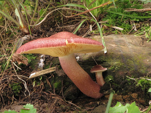 čírovec červenožltý Tricholomopsis rutilans (Schaeff.) Singer