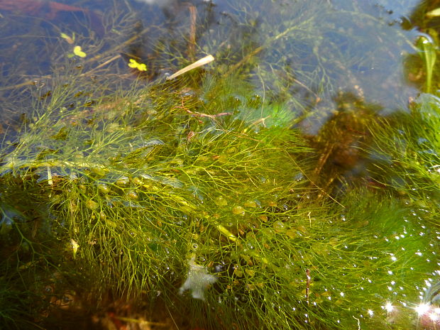 bublinatka obyčajná Utricularia vulgaris L.