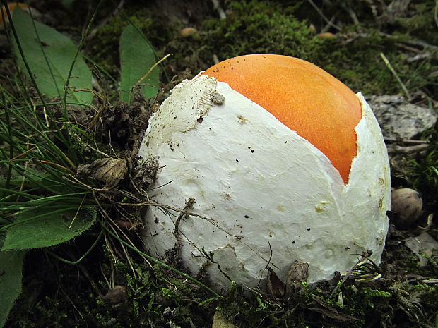 muchotrávka cisárska Amanita caesarea (Scop.) Pers.