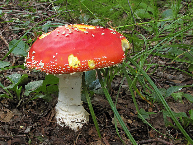 muchotrávka červená Amanita muscaria (L.) Lam.