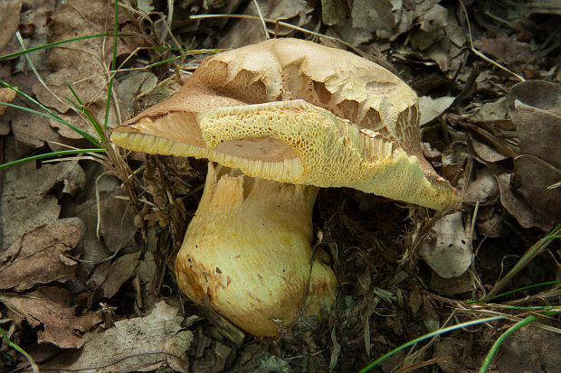 suchohríb moravský Aureoboletus moravicus (Vaček) Klofac