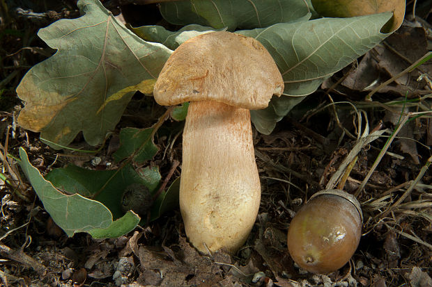 suchohríb moravský Aureoboletus moravicus (Václ. Vacek) Klofac