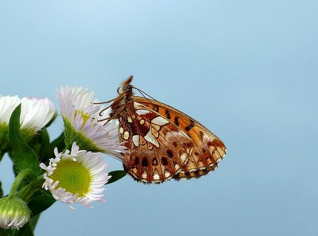 perlovec najmenší Boloria dia Linnaeus, 1767