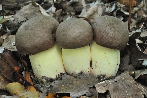 hríb príveskatý Butyriboletus appendiculatus (Schaeff. ex Fr.) Secr.