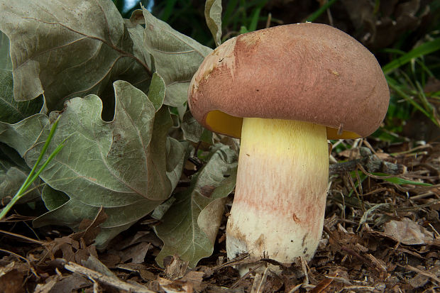 hríb nádherný Butyriboletus fuscoroseus (Smotl.) Vizzini & Gelardi