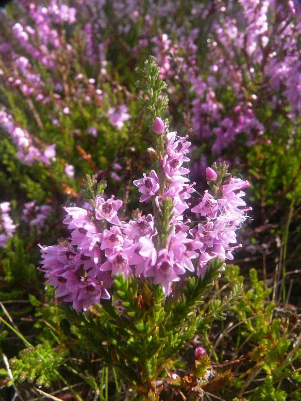 vres obyčajný Calluna vulgaris (L.) Hull