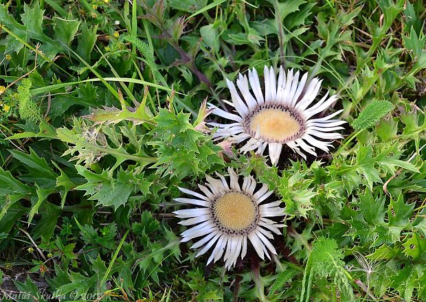 krasovlas bezbyľový pravý Carlina acaulis subsp. acaulis L.