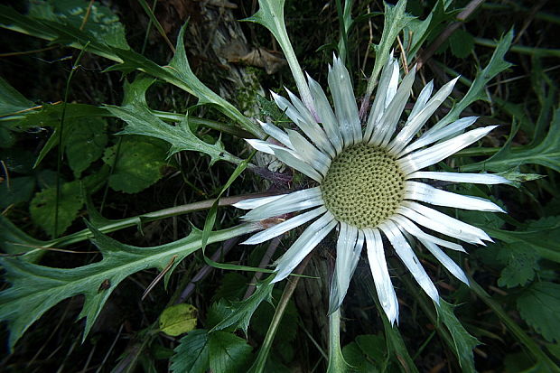 krasovlas bezbyľový pravý Carlina acaulis subsp. acaulis L.