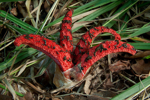 mrežovka kvetovitá Clathrus archeri (Berk.) Dring