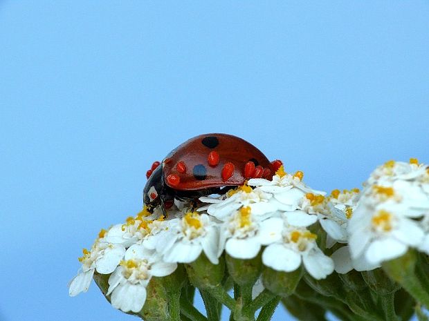 lienka sedembodková Coccinella septempunctata Linnaeus, 1758