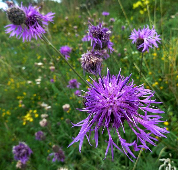 nevädzník hlaváčovitý Colymbada scabiosa  (L.) Holub