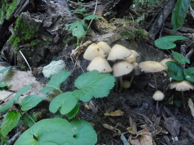 hnojník vyhŕňavý Coprinopsis macrocephala (Berk.) Redhead, Vilgalys & Moncalvo