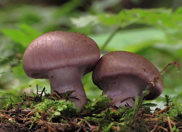 pavučinovec Cortinarius sp.