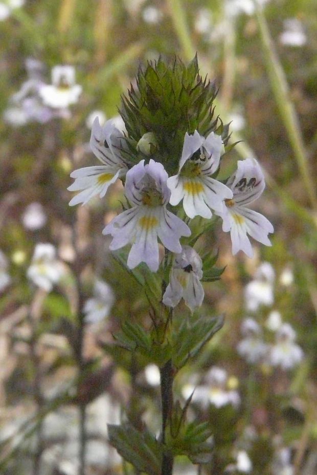 očianka rostkovova Euphrasia rostkoviana Hayne