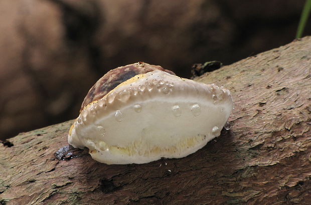 práchnovček pásikavý Fomitopsis pinicola (Sw.) P. Karst.