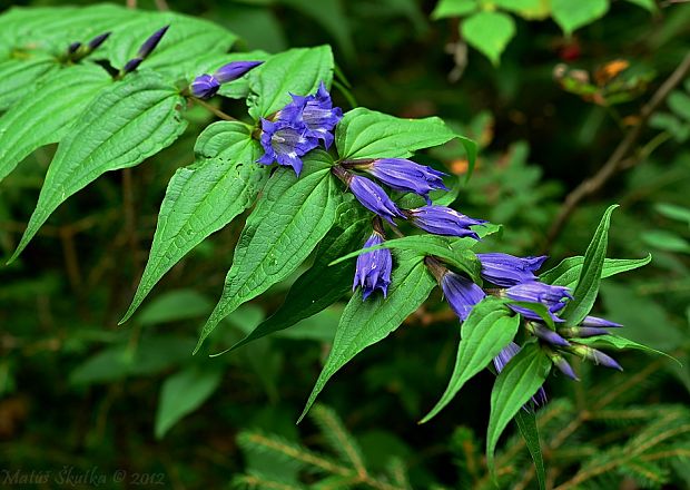 horec luskáčovitý Gentiana asclepiadea L.