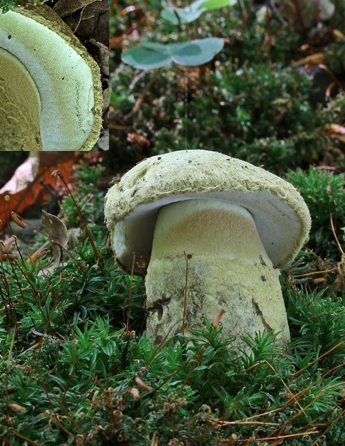 hríbnik modrejúci Gyroporus cyanescens (Bull.) Quél.