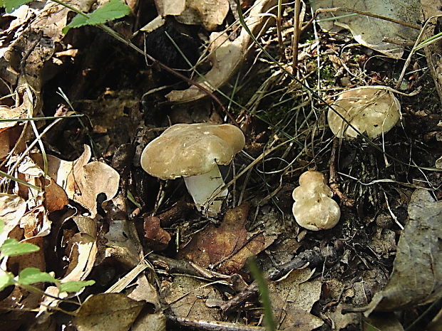 rýdzik dymovosivý Lactarius azonites (Bull.) Fr.