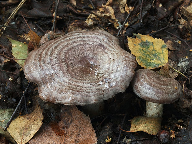 rýdzik kruhovaný Lactarius circellatus Fr.