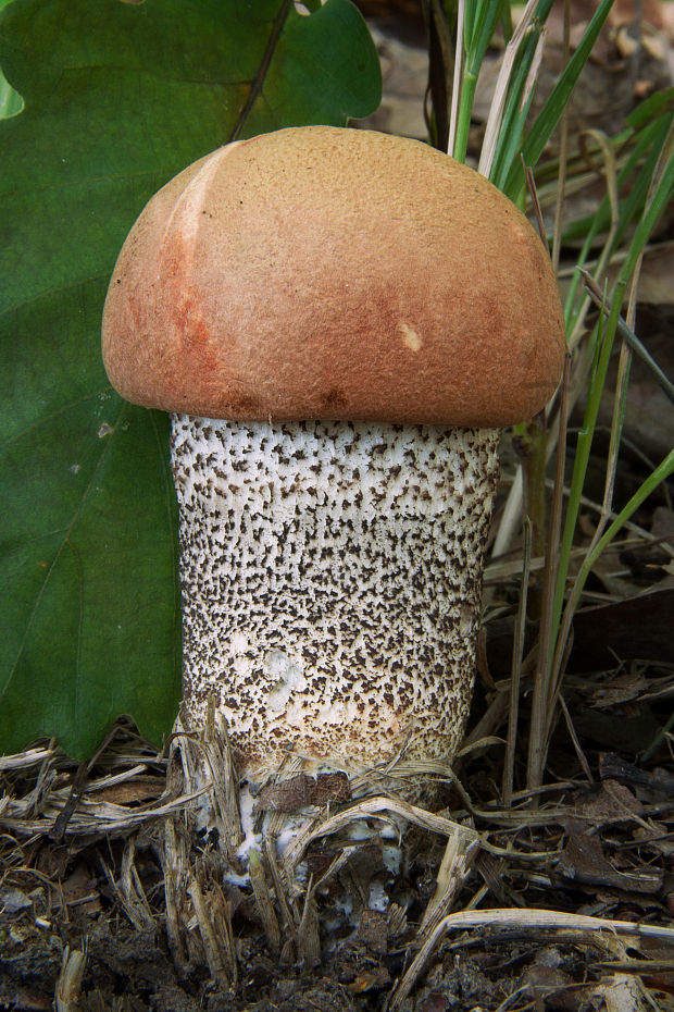 kozák dubový Leccinum aurantiacum (Bull.) Gray