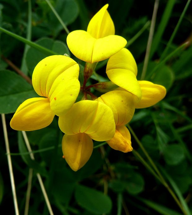 ľadenec rožkatý Lotus corniculatus L.