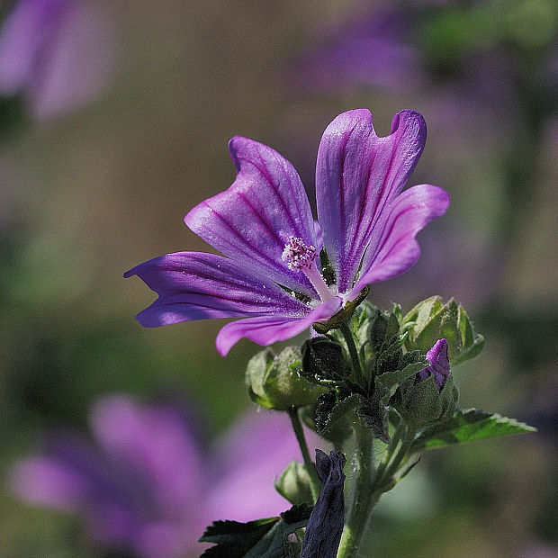 slez lesný   Malva sylvestris L.