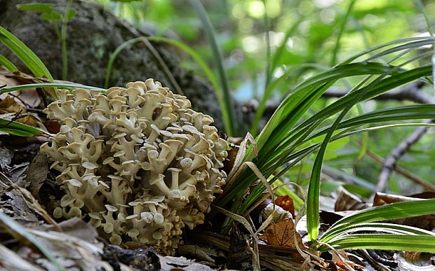 trúdnik klobúčkatý Polyporus umbellatus (Pers.) Fr.