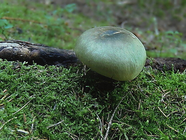 plávka trávovozelená Russula aeruginea Lindbl. ex Fr.