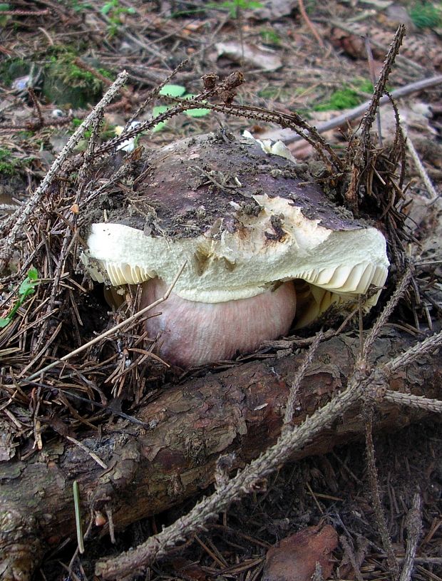 sucho...(plávka olivová?) Russula olivacea? (Schaeff.) Fr.