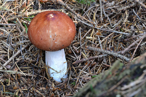 plávka Russula sp.