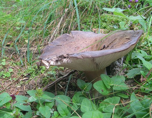 plávka bodkovaná? Russula vinosa? Lindblad